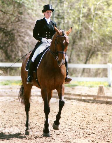 Allen Equine Associates