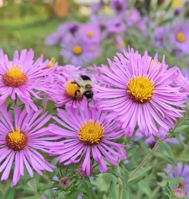 Canandaigua Botanical Society logo